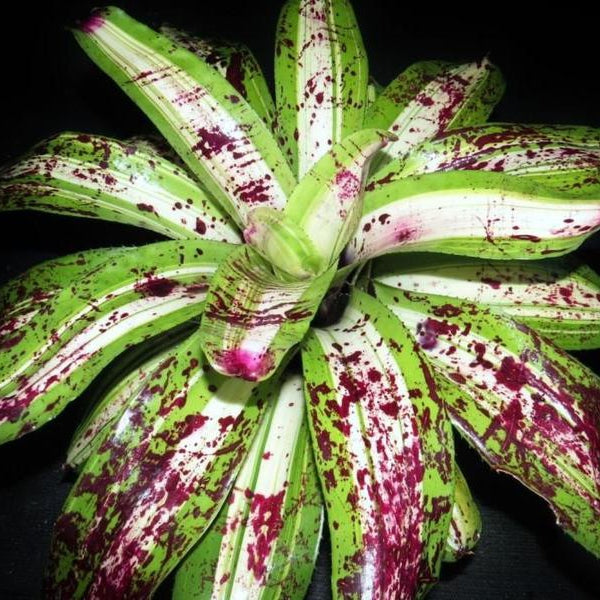 Neoregelia 'Ink Well' (Variegated) - Bromeliad Paradise