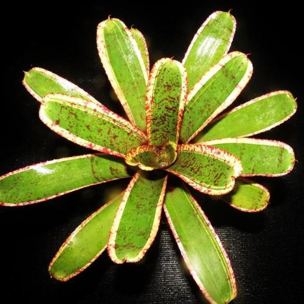 Neoregelia 'Irazu' | Bromeliad Paradise