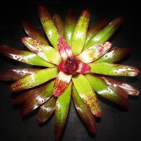 Neoregelia 'Island Sunset' | Bromeliad Paradise