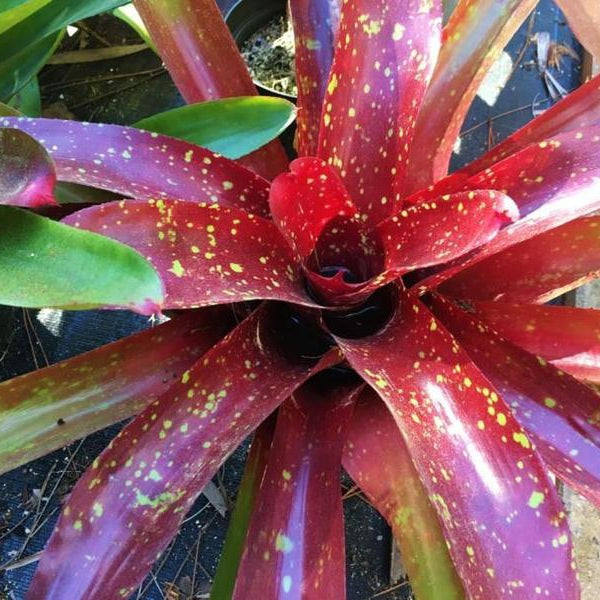 Neoregelia 'Jack of Diamonds' - Bromeliad Paradise