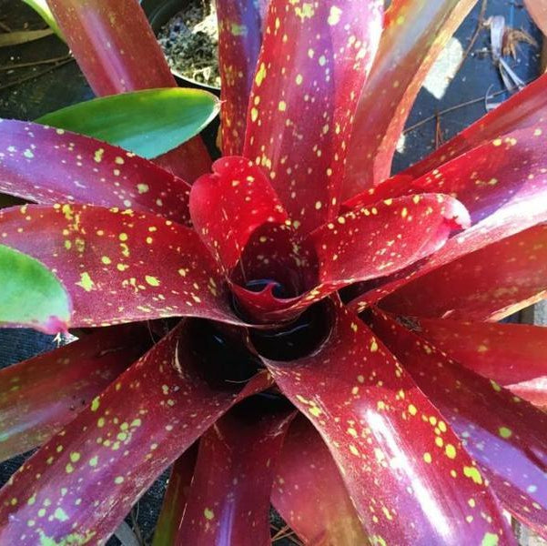 Neoregelia 'Jack of Diamonds' | Bromeliad Paradise