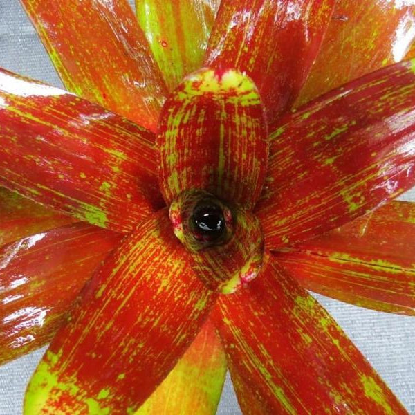 Neoregelia 'Jewelery Shop' | Bromeliad Paradise