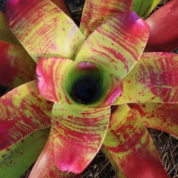Neoregelia johannis | Bromeliad Paradise