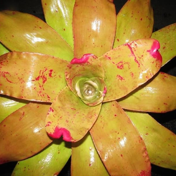 Neoregelia johannis cv. 'Fairchild' | Bromeliad Paradise