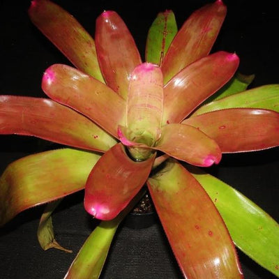 Neoregelia johannis cv. 'Pink' | Bromeliad Paradise