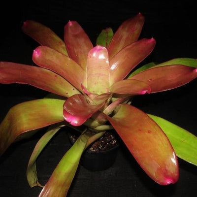 Neoregelia johannis cv. 'Pink' | Bromeliad Paradise