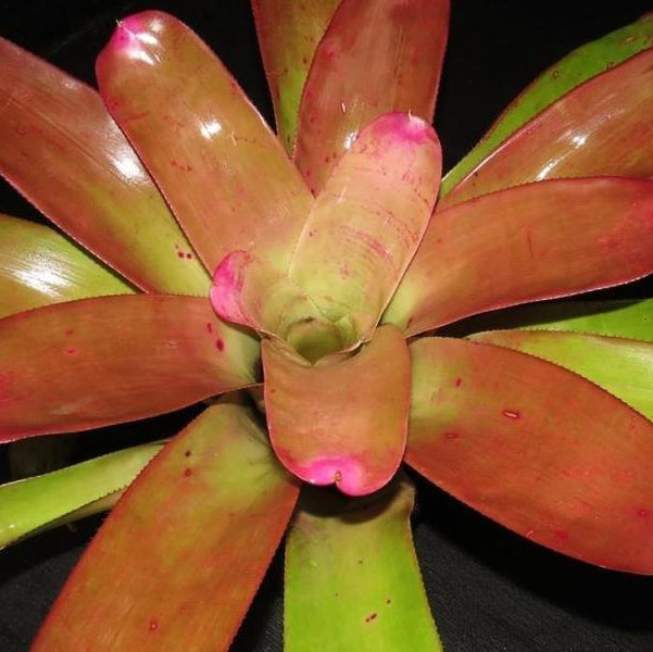 Neoregelia johannis cv. 'Pink' | Bromeliad Paradise