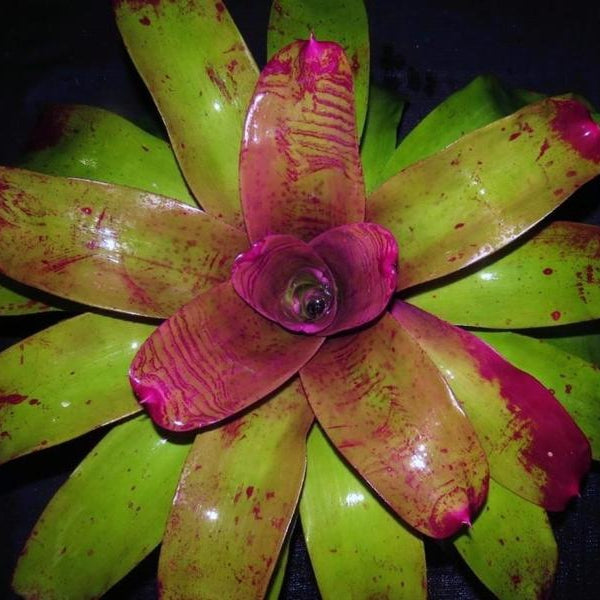 Neoregelia johannis cv. 'Purple' | Bromeliad Paradise