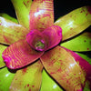 Neoregelia johannis cv. 'Purple' | Bromeliad Paradise