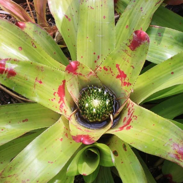 Neoregelia johannis 'Lime' | Bromeliad Paradise