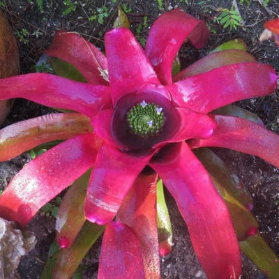 Neoregelia johannis 'Red' | Bromeliad Paradise