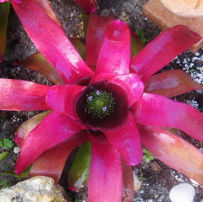 Neoregelia johannis 'Red' | Bromeliad Paradise