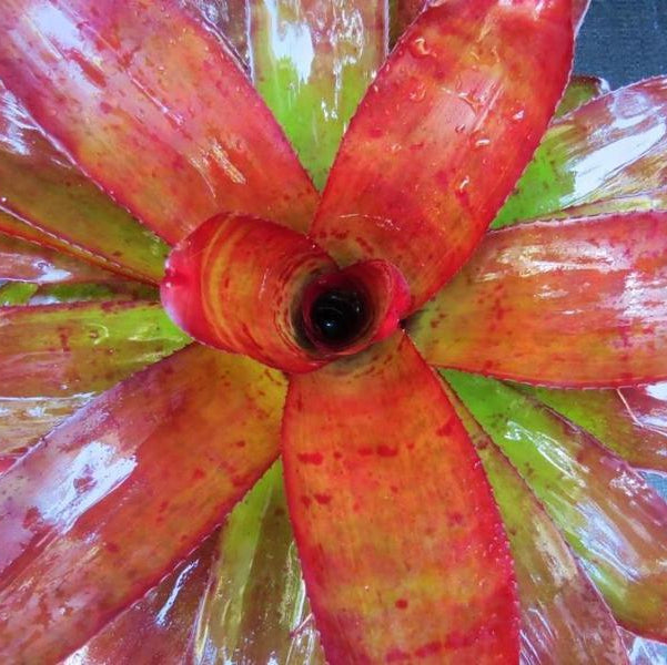 Neoregelia 'Joker'