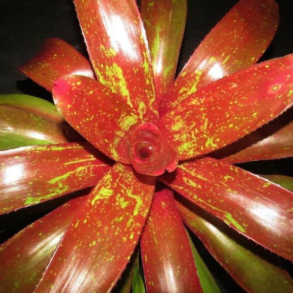 Neoregelia 'Jonathan's Girl' | Bromeliad Paradise