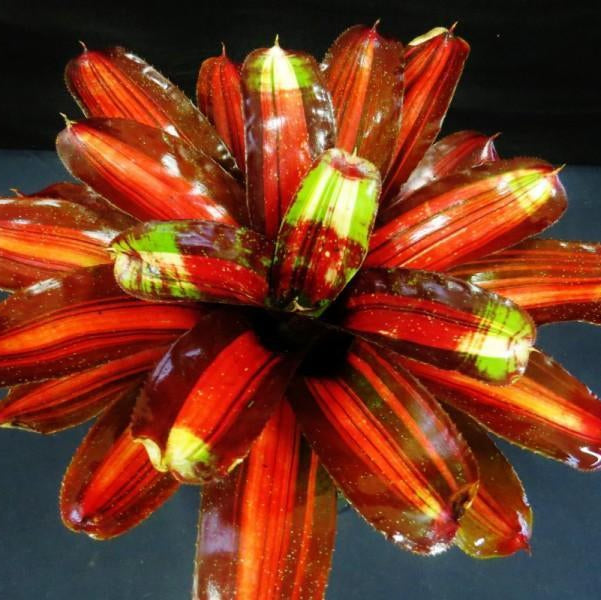 Neoregelia 'Kahala Dawn' | Bromeliad Paradise