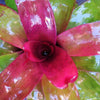 Neoregelia 'Kaleidoscope' | Bromeliad Paradise
