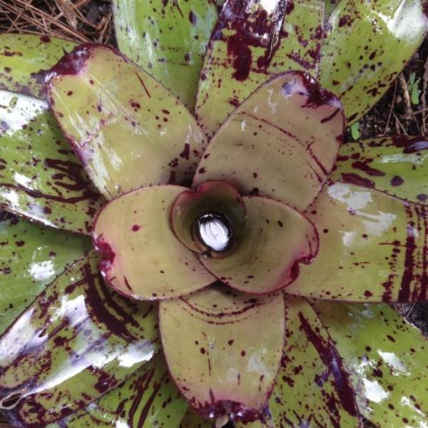Neoregelia 'Karl Branztet' cv. 'Four Star' | Bromeliad Paradise