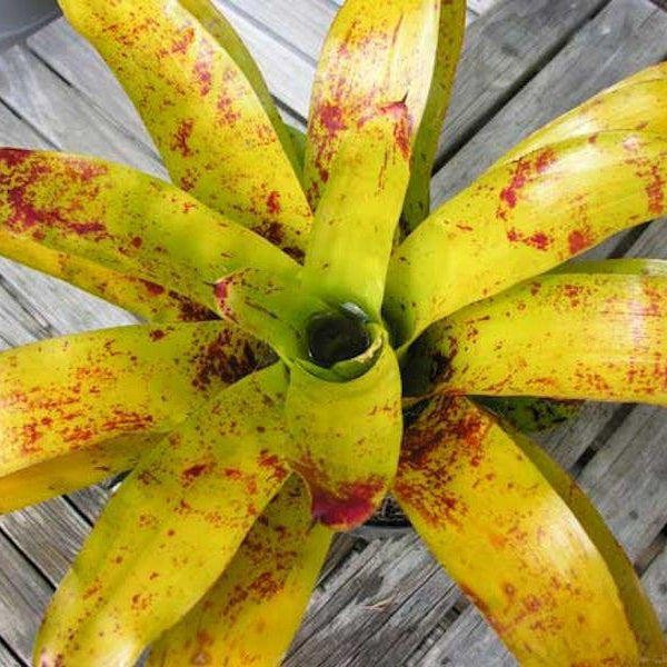 Neoregelia kautskyi - Bromeliad Paradise