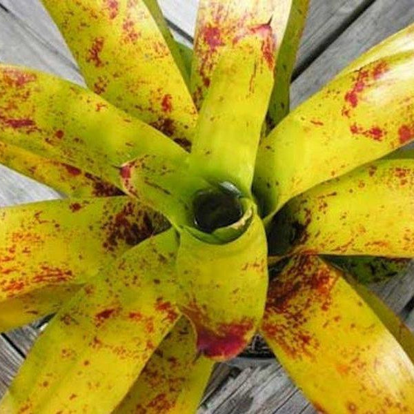 Neoregelia kautskyi | Bromeliad Paradise
