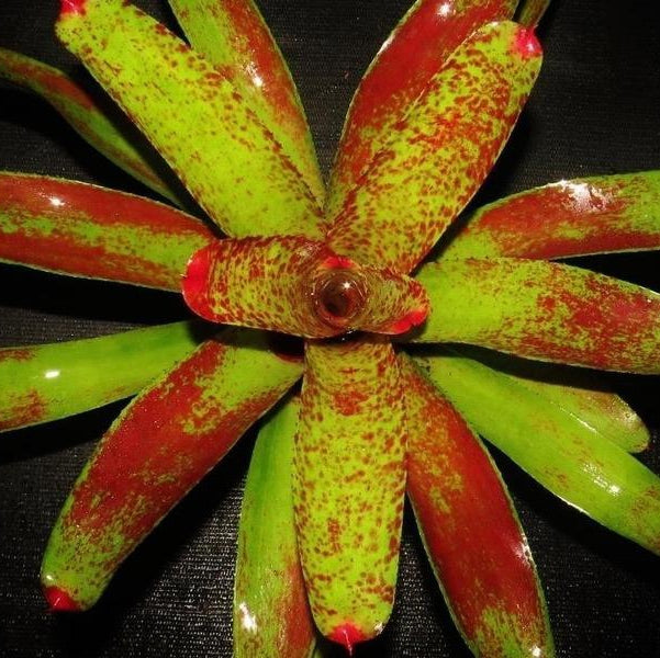 Neoregelia 'Kiko' | Bromeliad Paradise