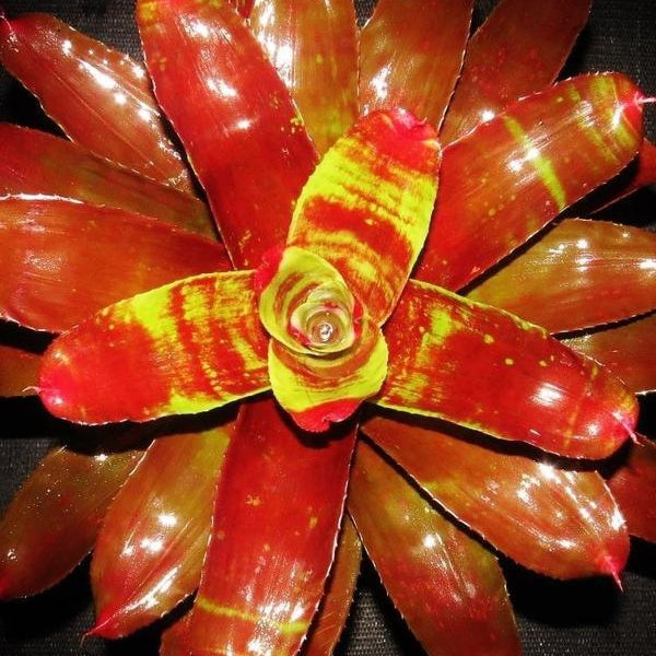 Neoregelia 'Lambert's Pride' | Bromeliad Paradise