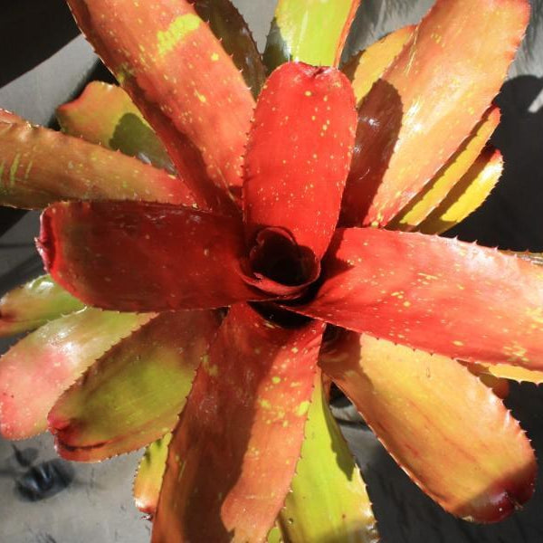 Neoregelia 'Lambert's Pride' x carcharodon 'Tiger' | Bromeliad Paradise