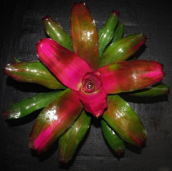 neoregelia-lila-bromeliads-