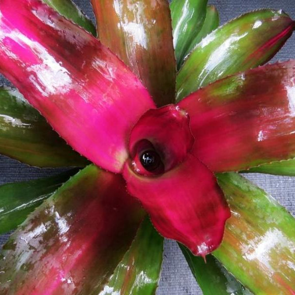 Neoregelia 'Lila' | Bromeliad Paradise