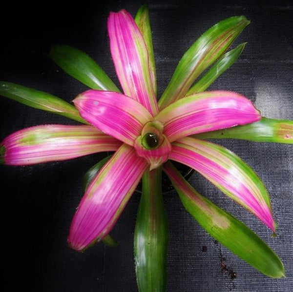 ブロメリア・エアープランツ Neoregelia Lila Candy Stripe Neoregelia 'Lila' cv. 'Candystripe' - Bromeliad Paradise