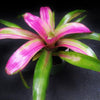 Neoregelia 'Lila' cv. 'Candystripe' | Bromeliad Paradise