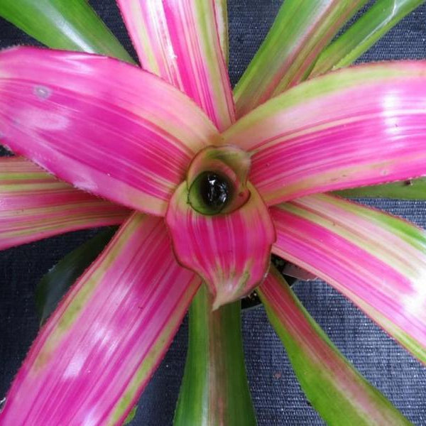 大人上品なおすすめコーデ Neoregelia Paradise Bromeliad - 'Candystripe' cv. 'Lila' ブロメリア・エアープランツ