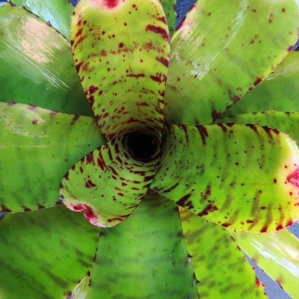 Neoregelia lilliputiana x 'Skotak's Tiger' | Bromeliad Paradise