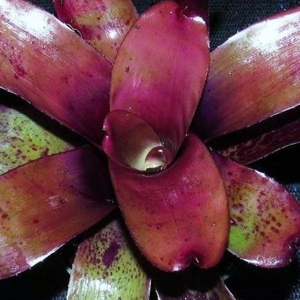 Neoregelia 'Little Africa' | Bromeliad Paradise