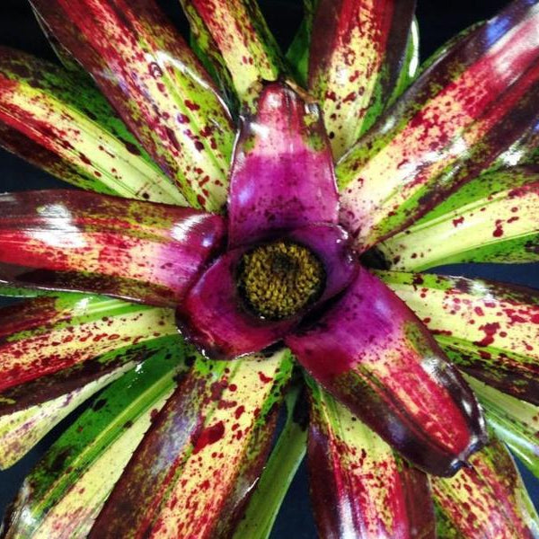 Neoregelia 'Lorena' | Bromeliad Paradise