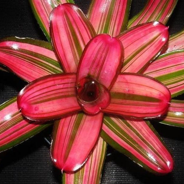 Neoregelia 'Lorena Lector' | Bromeliad Paradise