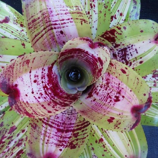 Neoregelia 'Lou Wilson' | Bromeliad Paradise