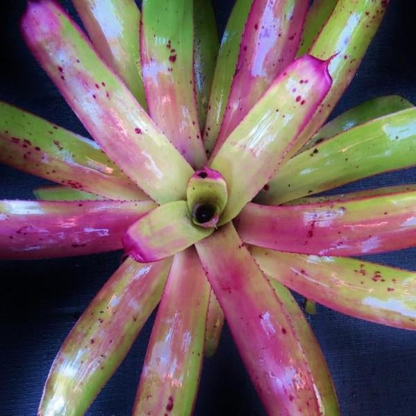Neoregelia 'Love Letters' x 'Hula Girl' | Bromeliad Paradise