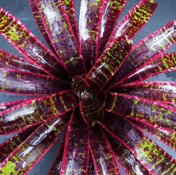 ブロメリア・エアープランツ Neoregelia Lucifer neoregelia-lucifer-bromeliads-