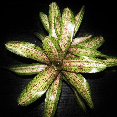 Neoregelia 'Luminosity' | Bromeliad Paradise