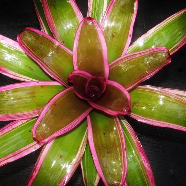 Neoregelia 'Luna' | Bromeliad Paradise