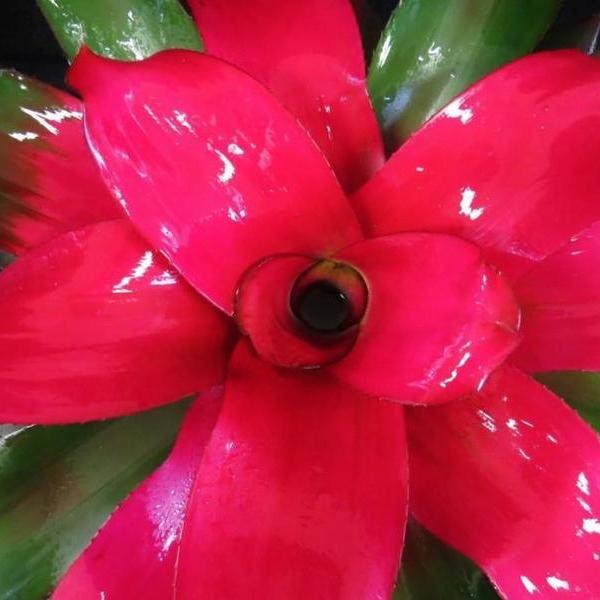 Neoregelia 'Magali' | Bromeliad Paradise