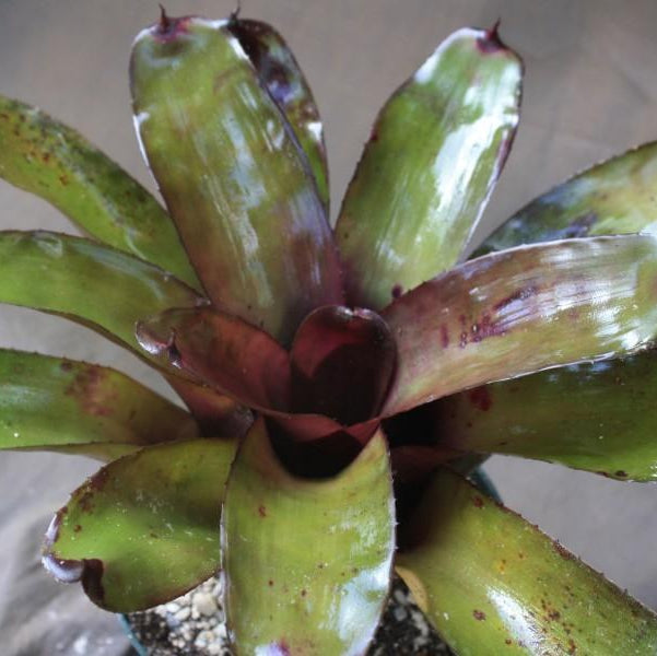 Neoregelia 'mandela' X 'midnight' - Bromeliad Paradise