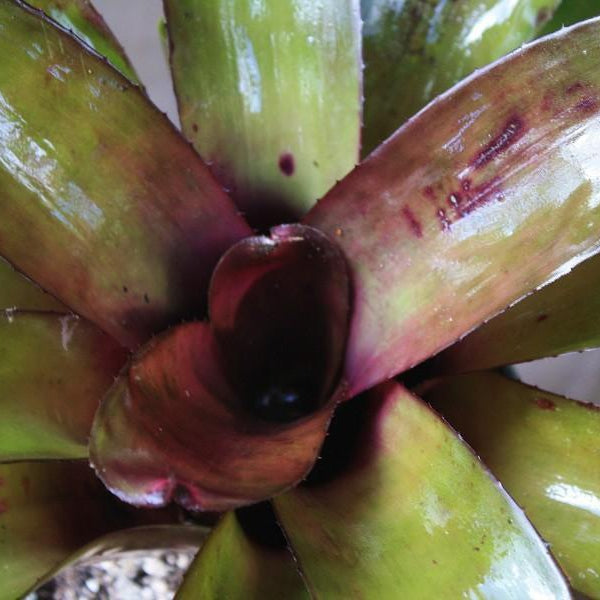 Neoregelia 'Mandela' x 'Midnight' | Bromeliad Paradise
