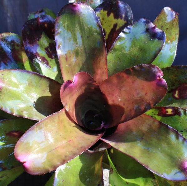 ブロメリア・エアープランツ Neoregelia Mandela neoregelia-mandella-x-