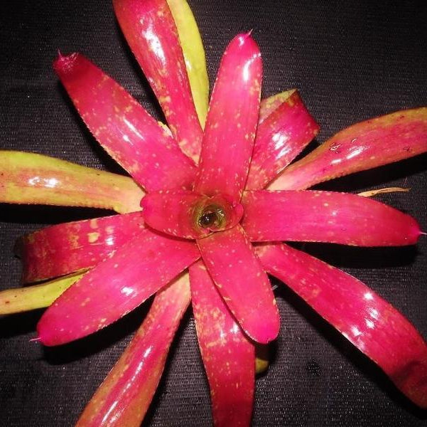 Neoregelia 'Mango Ice' | Bromeliad Paradise