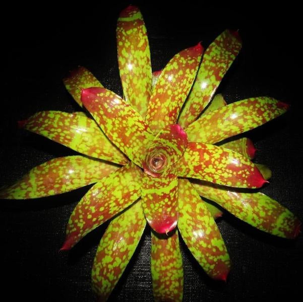 Neoregelia 'Marcon' | Bromeliad Paradise