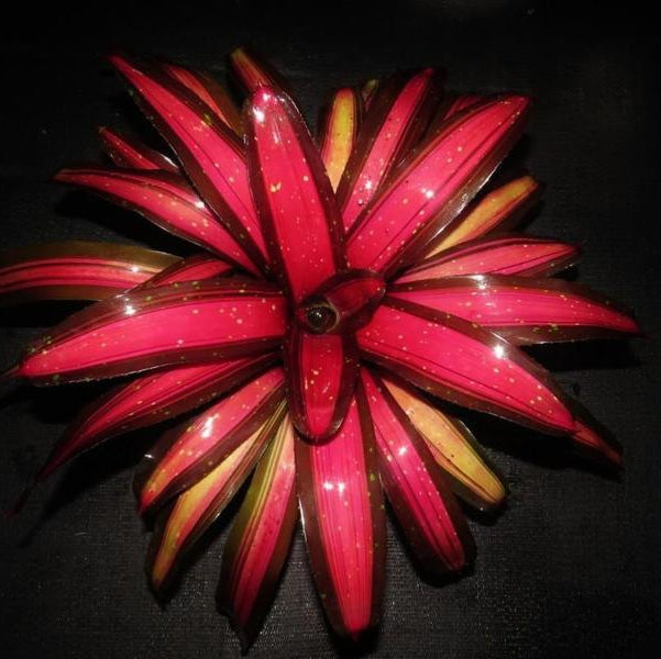 Neoregelia 'Margaret' | Bromeliad Paradise