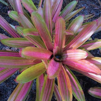 Neoregelia 'Martin' - Bromeliad Paradise