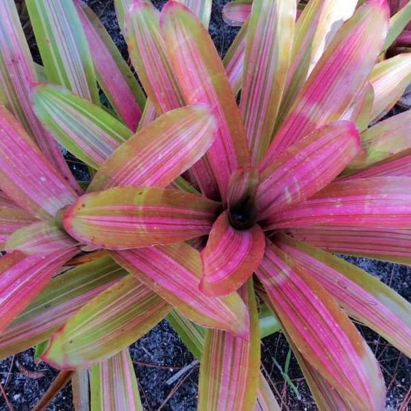 Neoregelia 'Martin' | Bromeliad Paradise