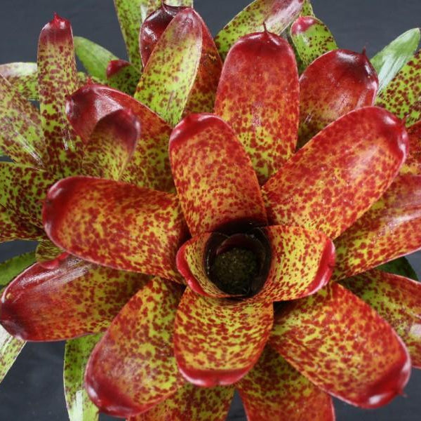 Neoregelia 'Match Point' | Bromeliad Paradise